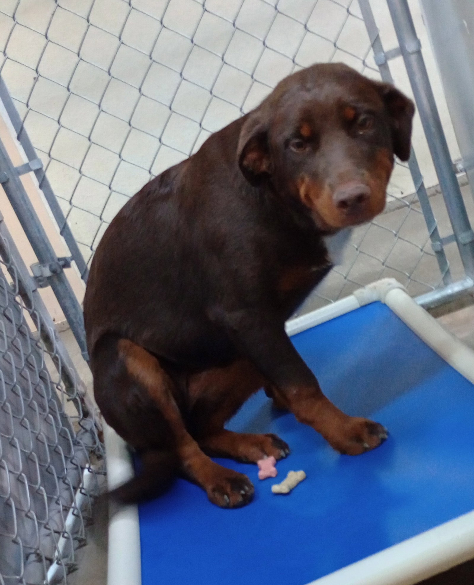 Dog for Adoption Cookie, a Rottweiler in Alamosa, CO Alpha Paw
