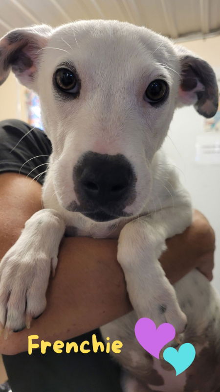 adoptable Dog in Antonito, CO named Frenchie