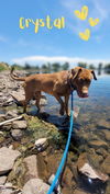 adoptable Dog in  named Crystal