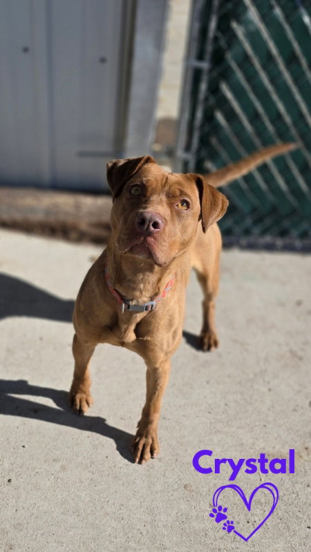 picture of the dog needing adoption