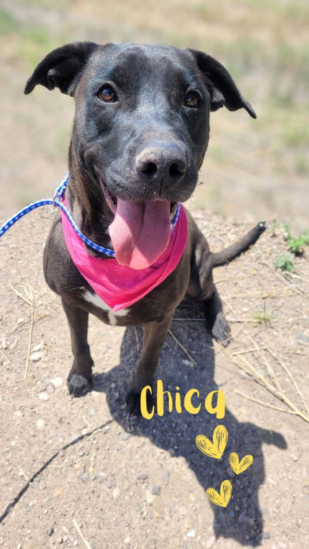 adoptable Dog in Alamosa, CO named Chica