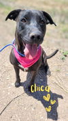 adoptable Dog in  named Chica