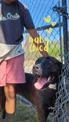 adoptable Dog in  named Baby Chica