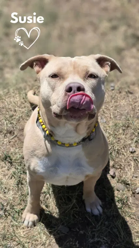 Susie - Pit Bull Terrier