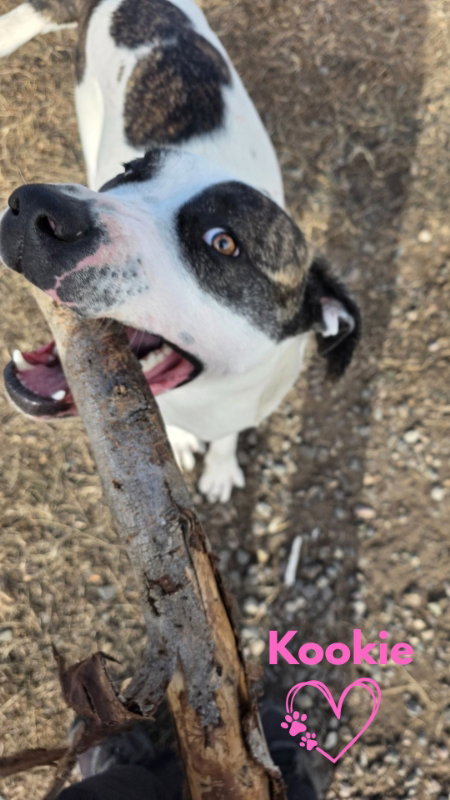 Boxer