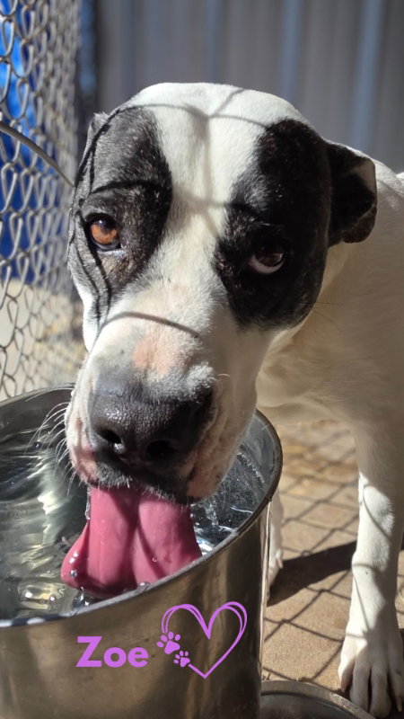 picture of the dog needing adoption
