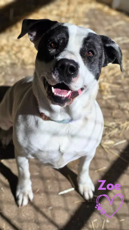 Zoe - American Pit Bull Terrier