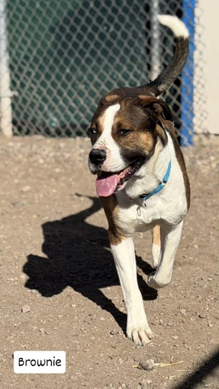 Pit Bull
