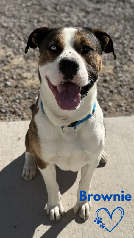 Brownie - Pit Bull Terrier