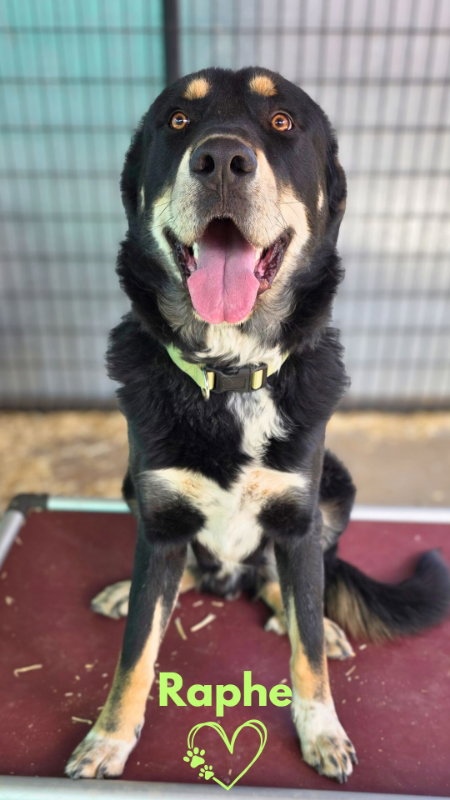Raphe, an adoptable Great Pyrenees in Monte Vista, CO