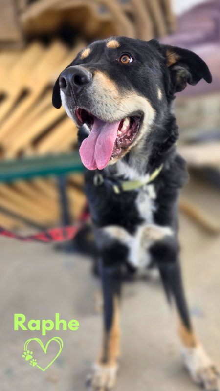 Raphe, an adoptable Great Pyrenees in Monte Vista, CO
