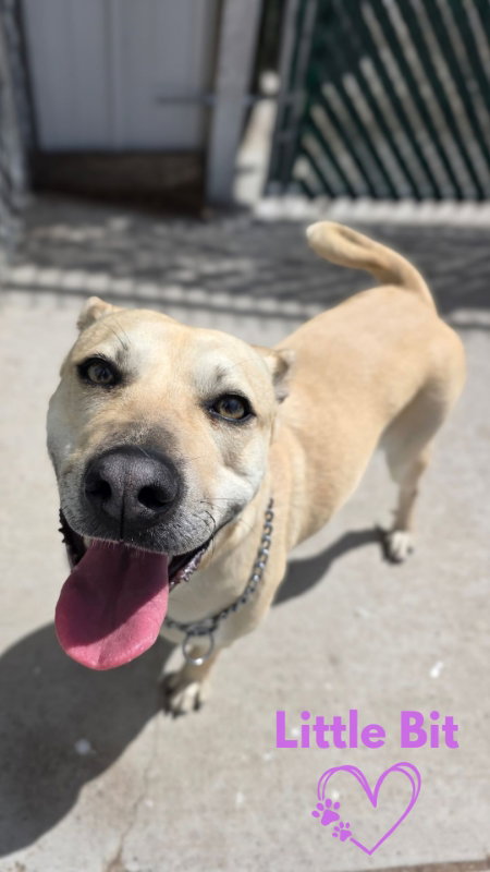 Little Bit, an adoptable Black Mouth Cur in Monte Vista, CO