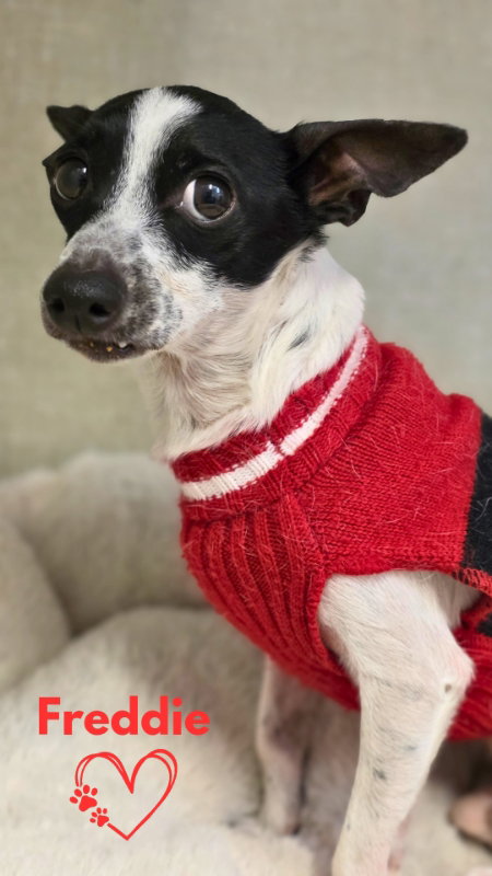 Freddie, an adoptable Chihuahua in Monte Vista, CO