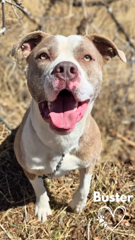 Buster image 4
