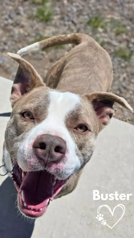 Buster - American Pit Bull Terrier
