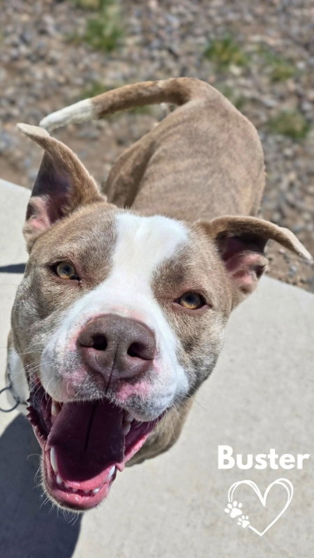 Buster, an adoptable American Pit Bull Terrier in Monte Vista, CO