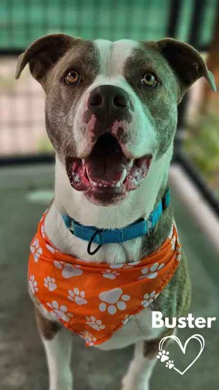 Buster image 3