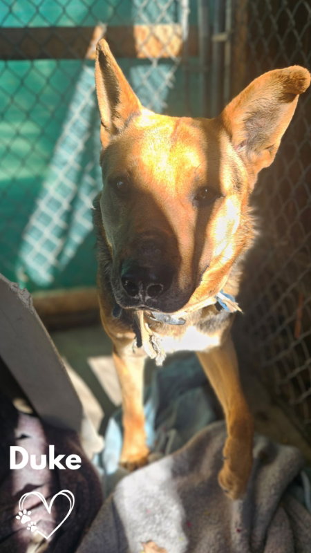 Duke