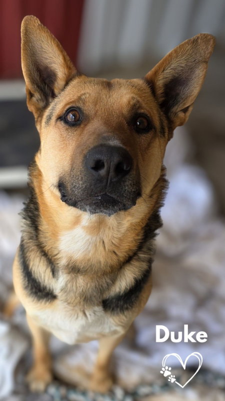 Duke
