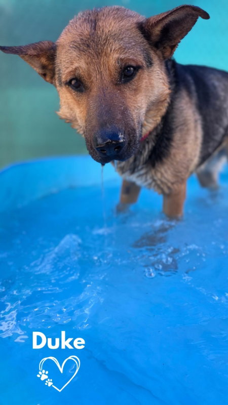 Duke, an adoptable German Shepherd Dog in Monte Vista, CO