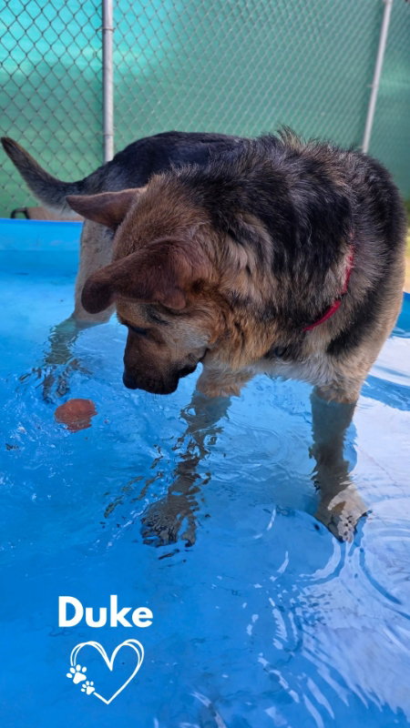Duke, an adoptable German Shepherd Dog in Monte Vista, CO