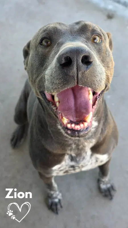 Zion - Pit Bull Terrier