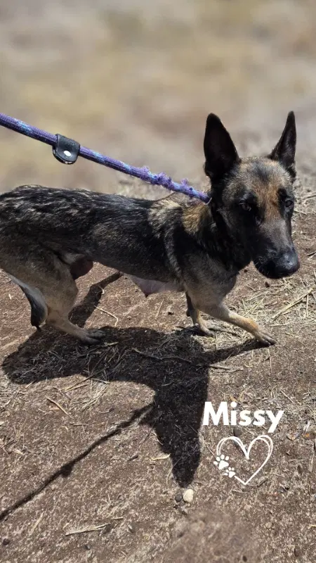 Missy image 4