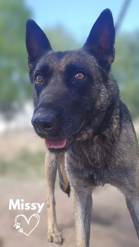 Missy image 3