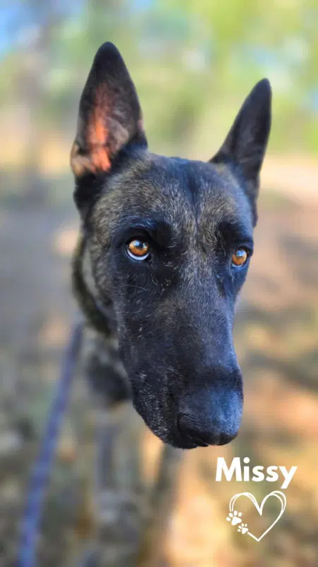 Missy image 1