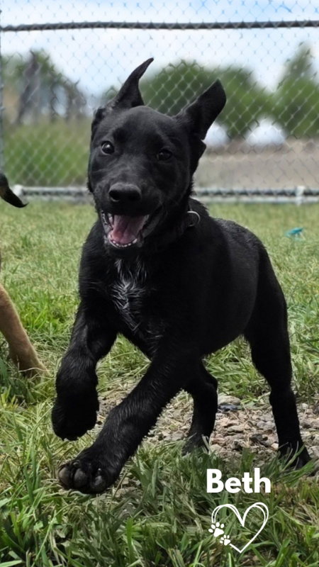 Beth, an adoptable American Pit Bull Terrier in Monte Vista, CO