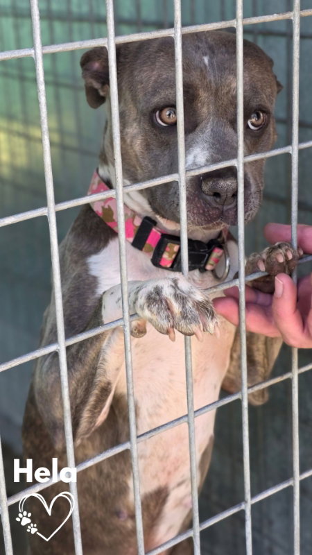 Hela, an adoptable Pit Bull Terrier in Monte Vista, CO