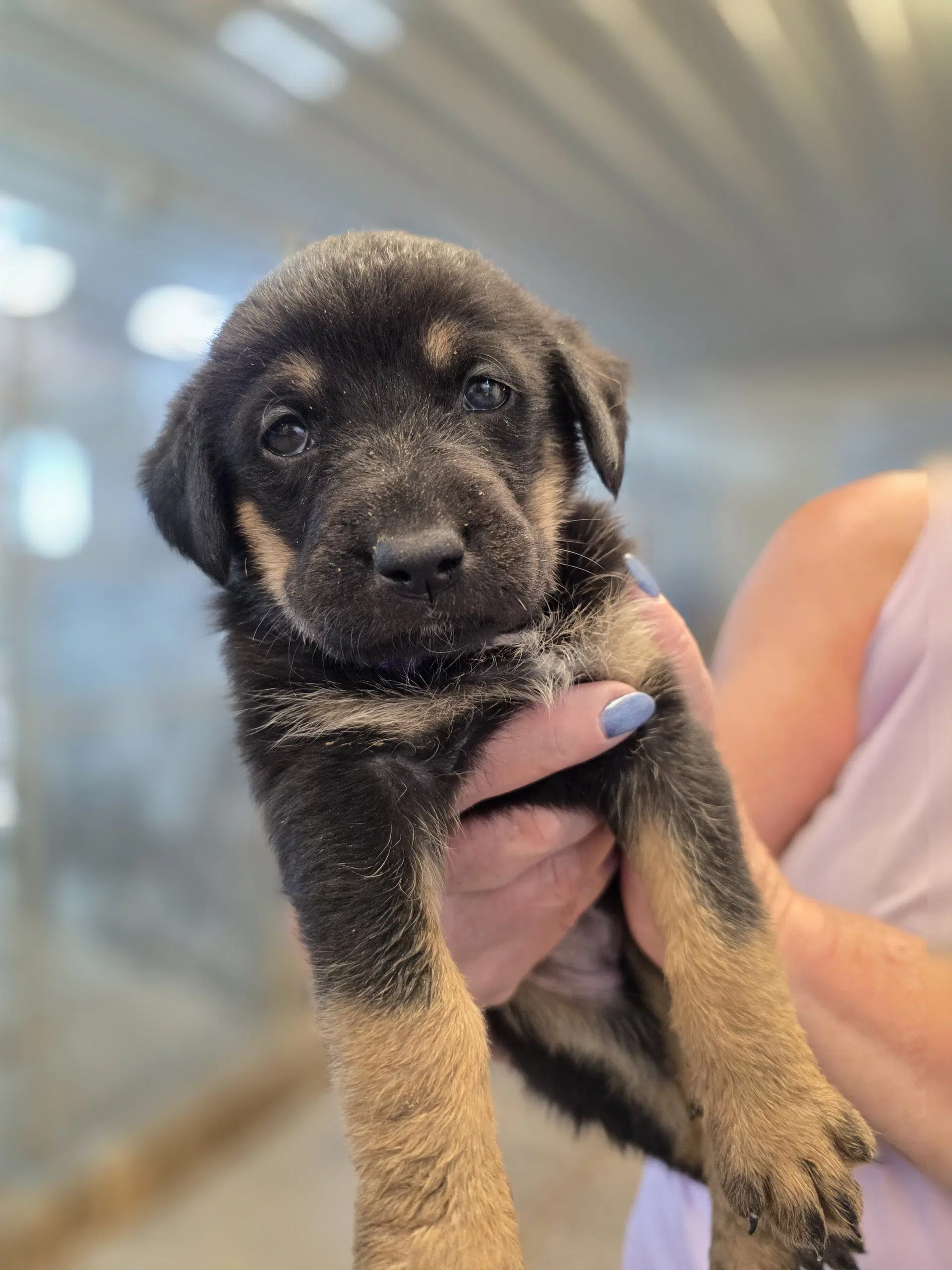 Tortellini - German Shepherd Dog