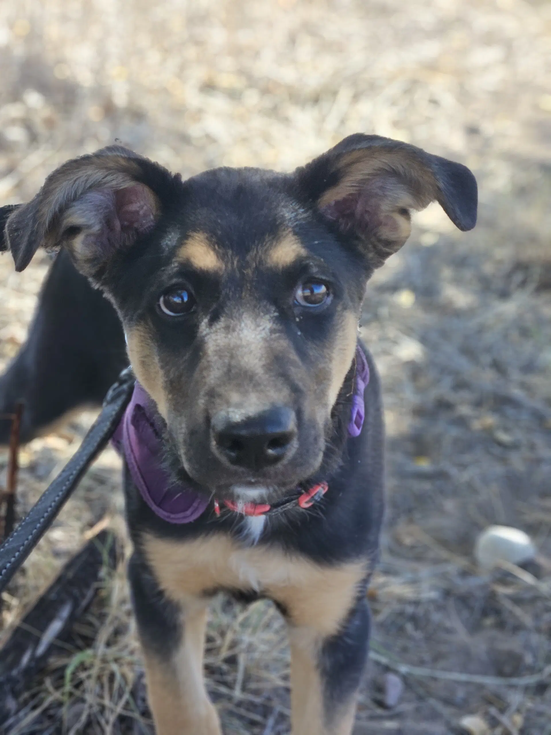 Manicotti - German Shepherd Dog