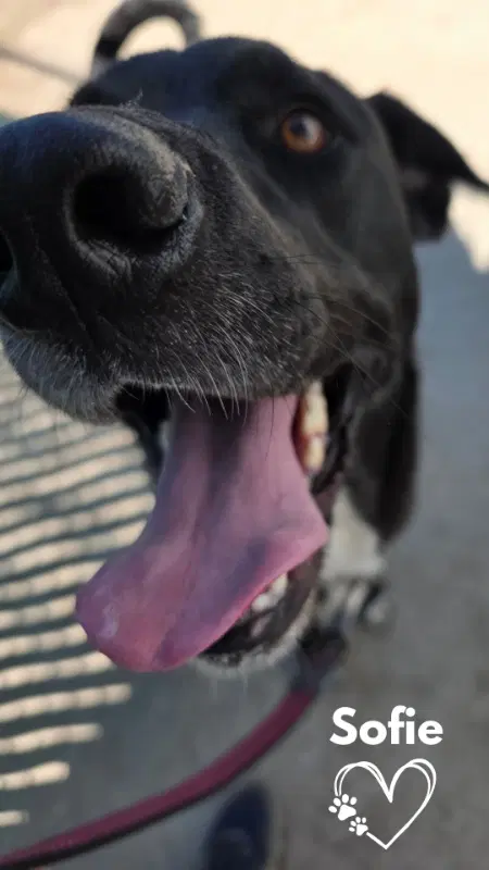 Sofie - Labrador Retriever