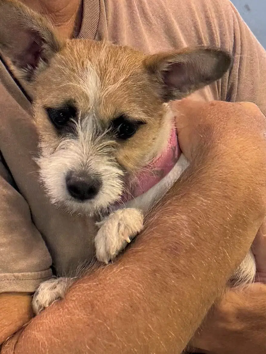 Tillie image 1