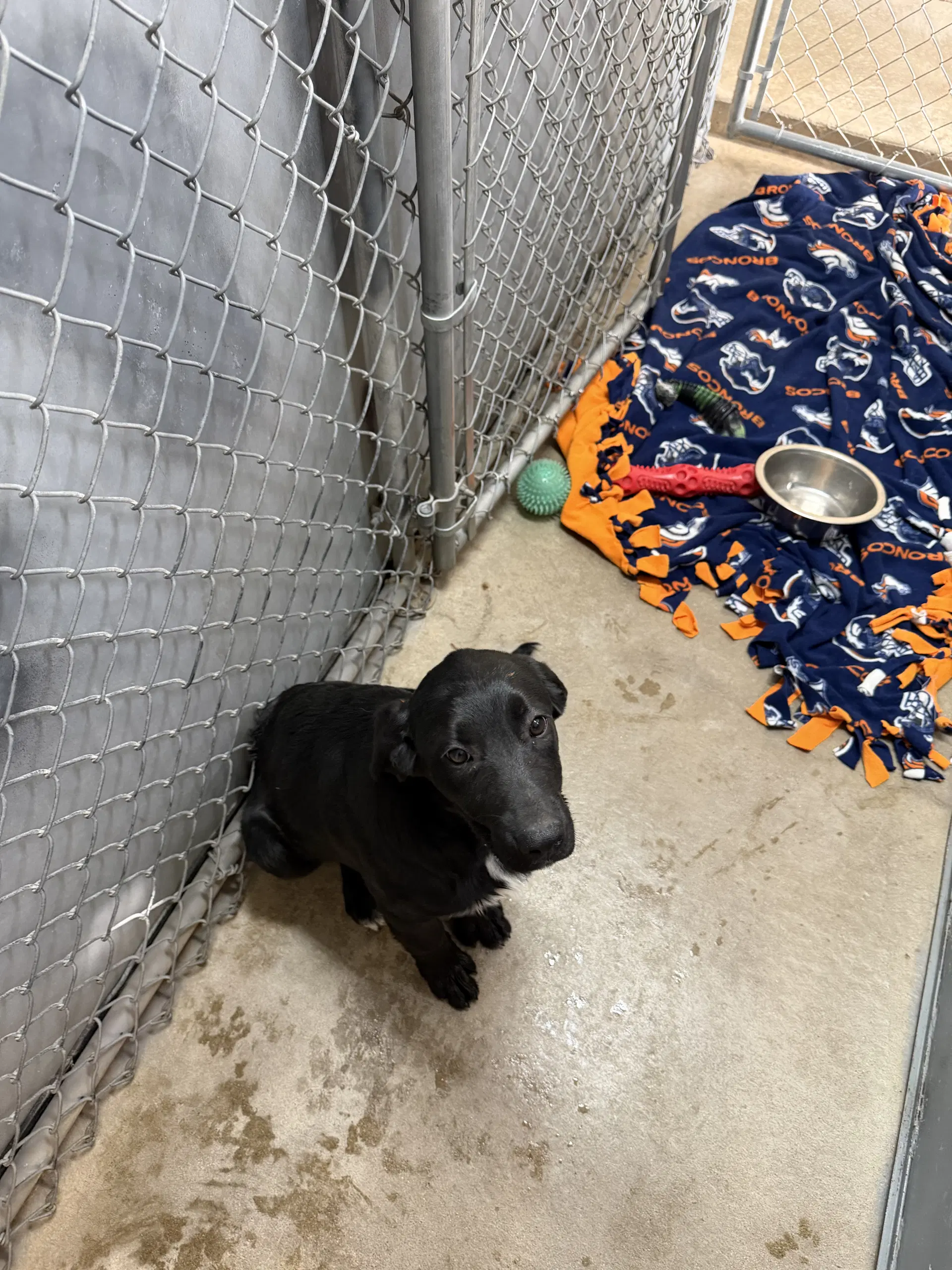 Moon - Labrador Retriever