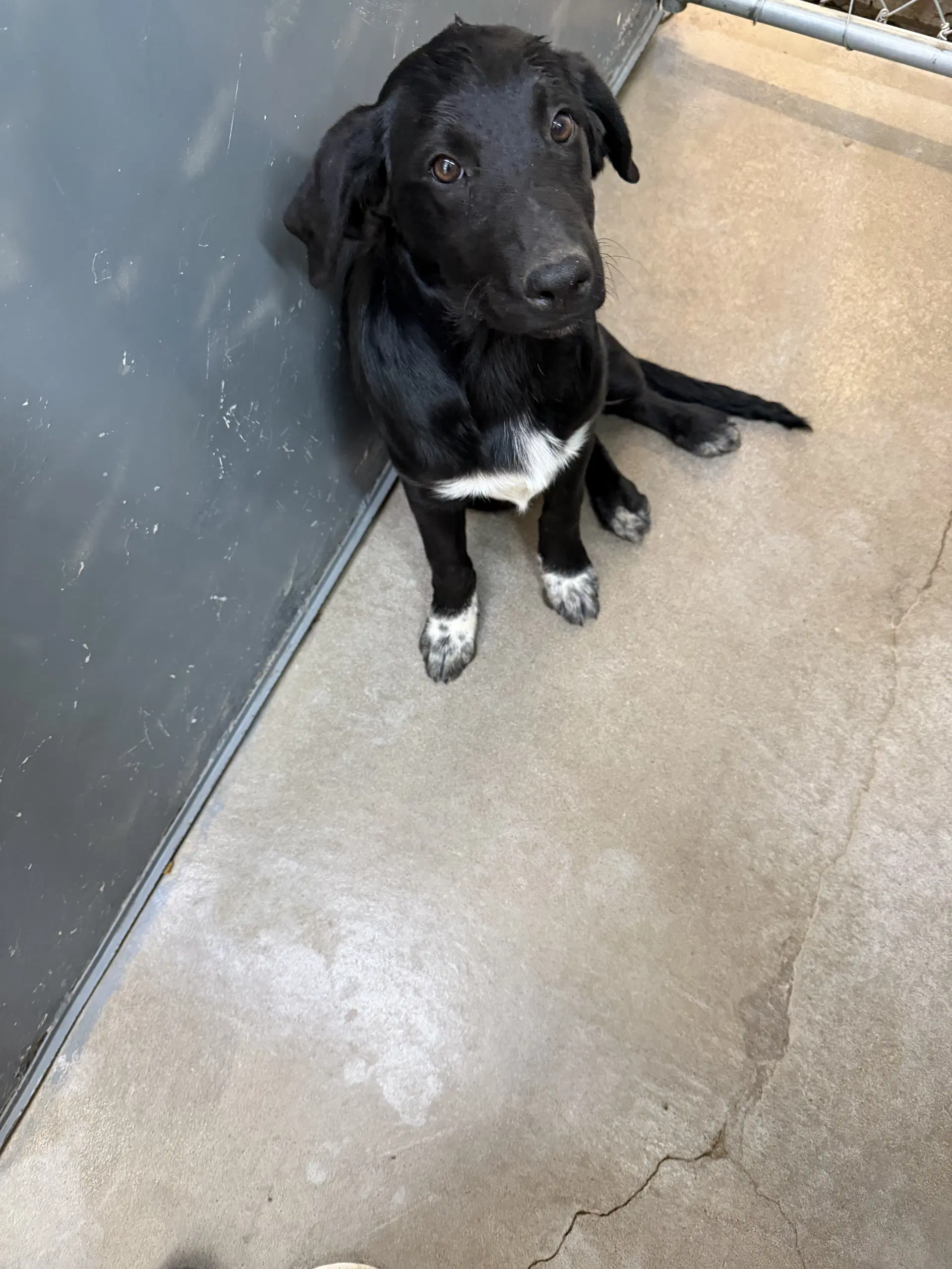 Skippy - Labrador Retriever