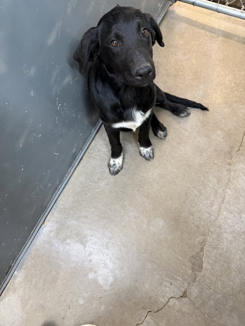 Skippy, a dog for adoption from Upper Rio Grande Animal Society