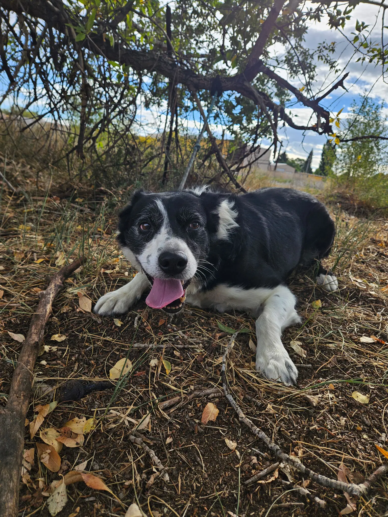 Peanut - Border Collie