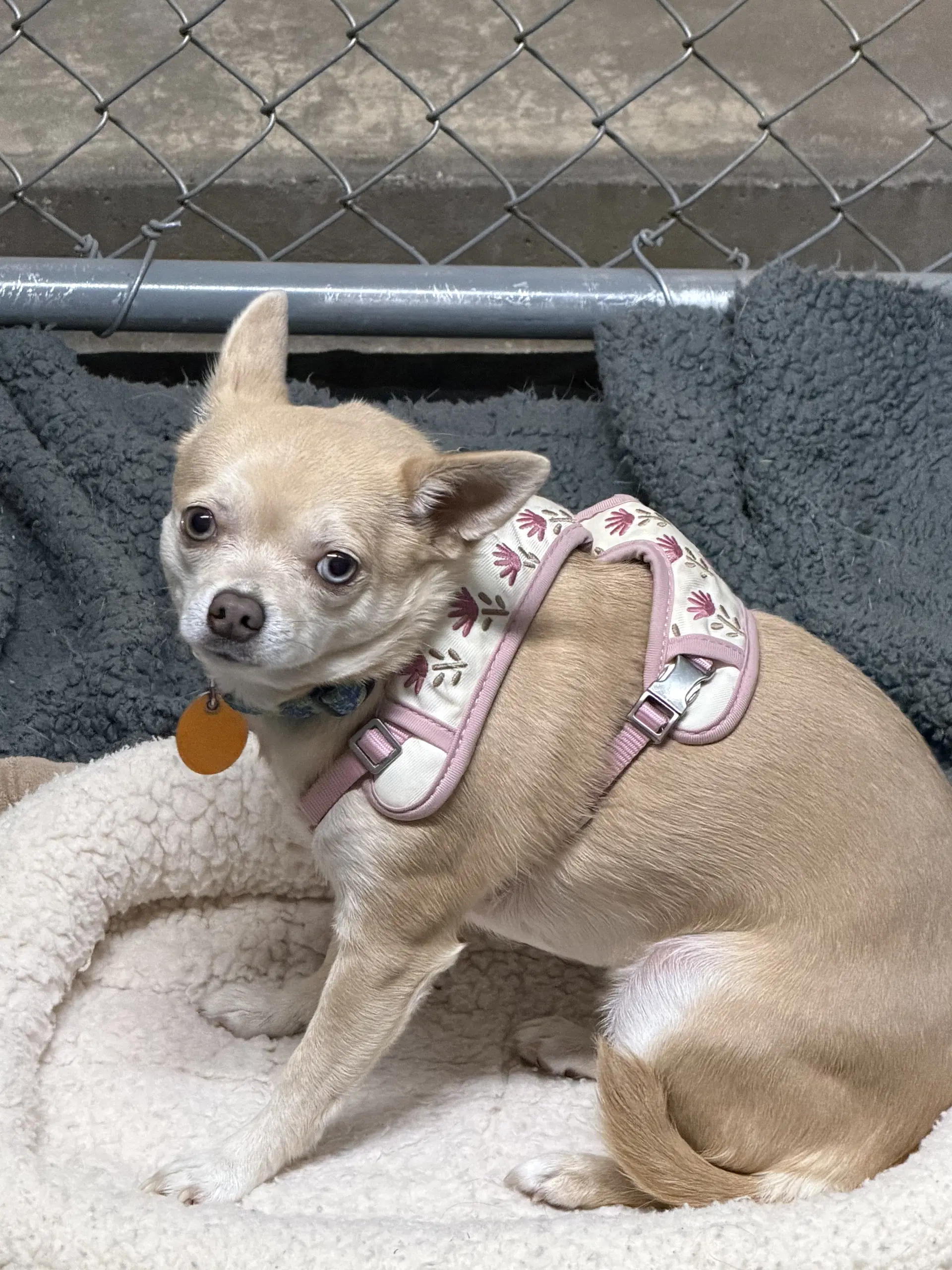 Reyna - Chihuahua