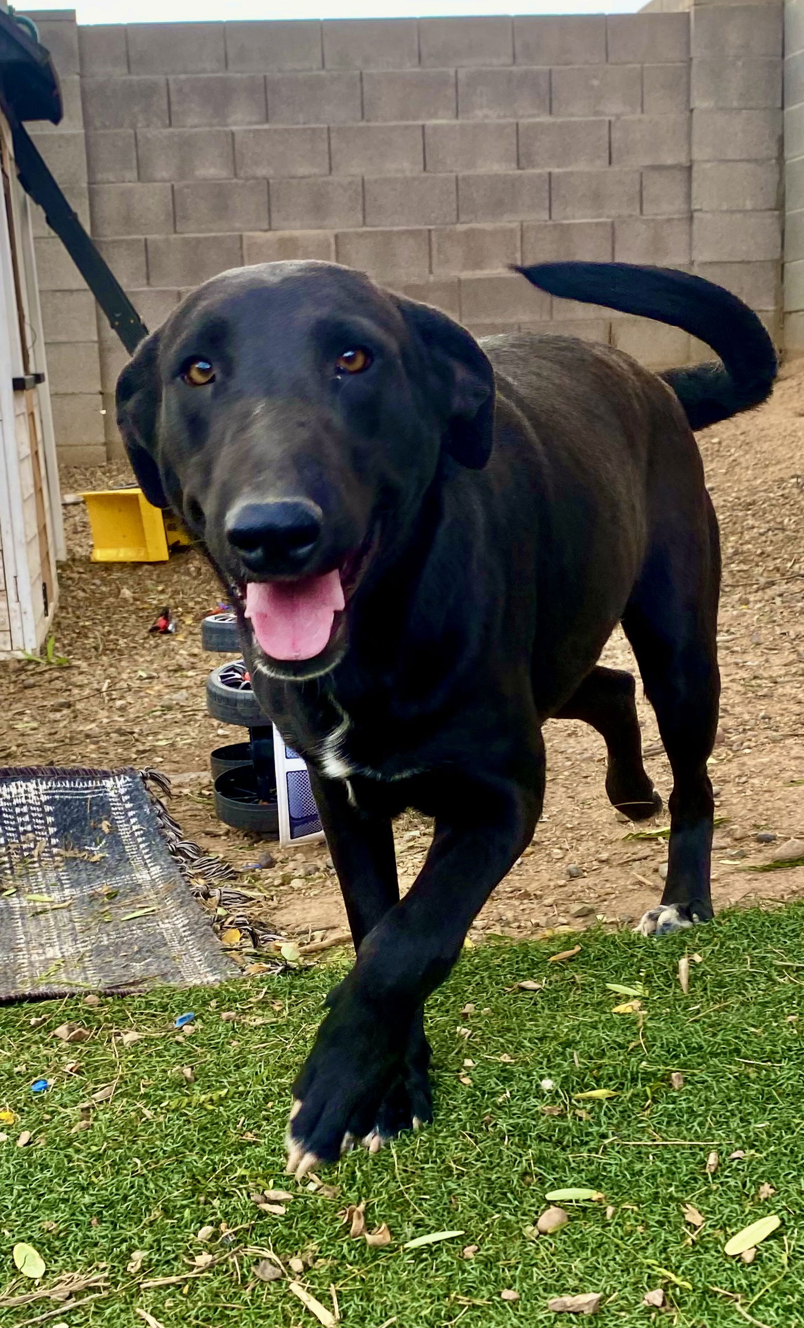 adoptable Dog in Phoenix, AZ named Dot