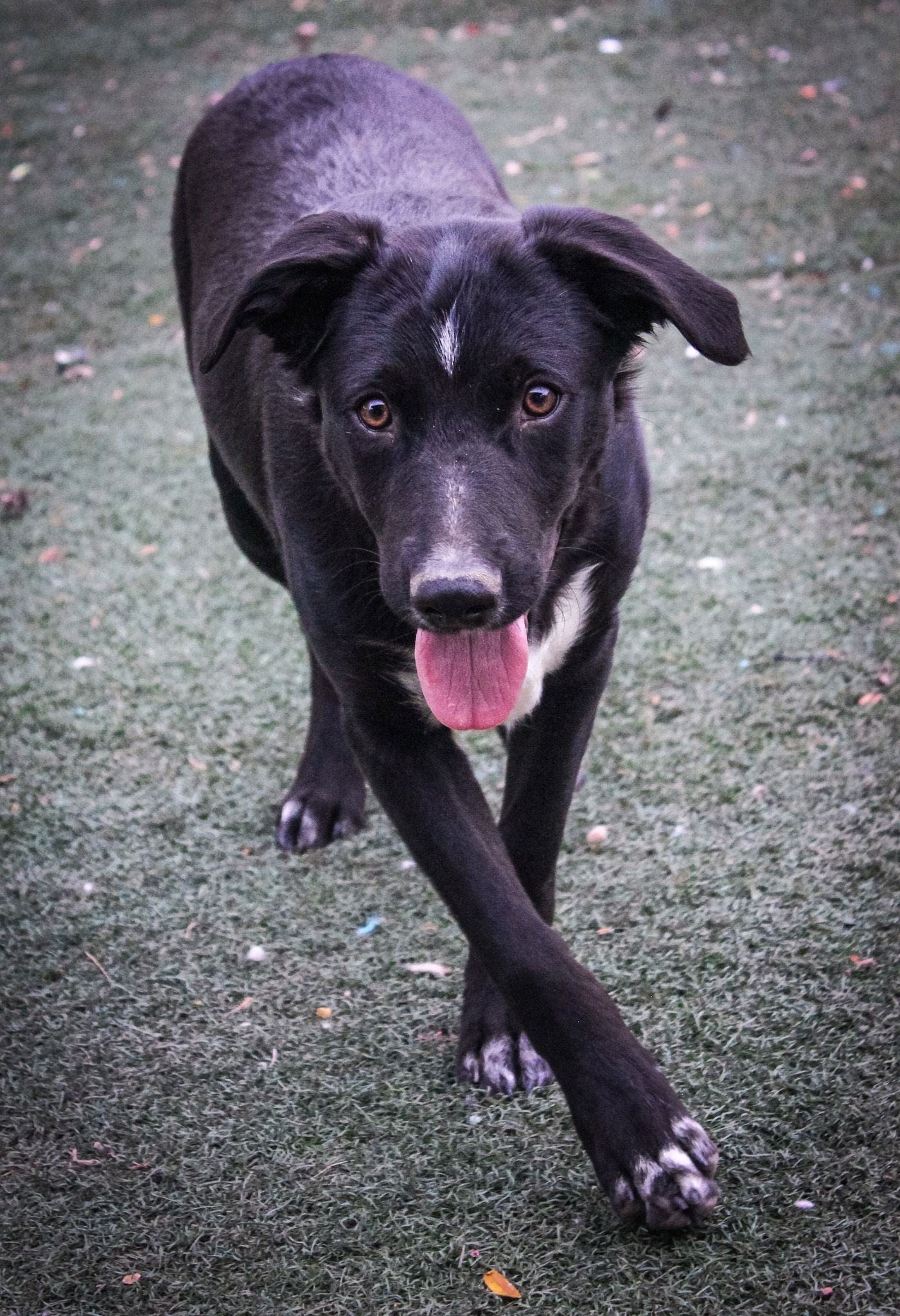 adoptable Dog in Phoenix, AZ named Tiny Tim