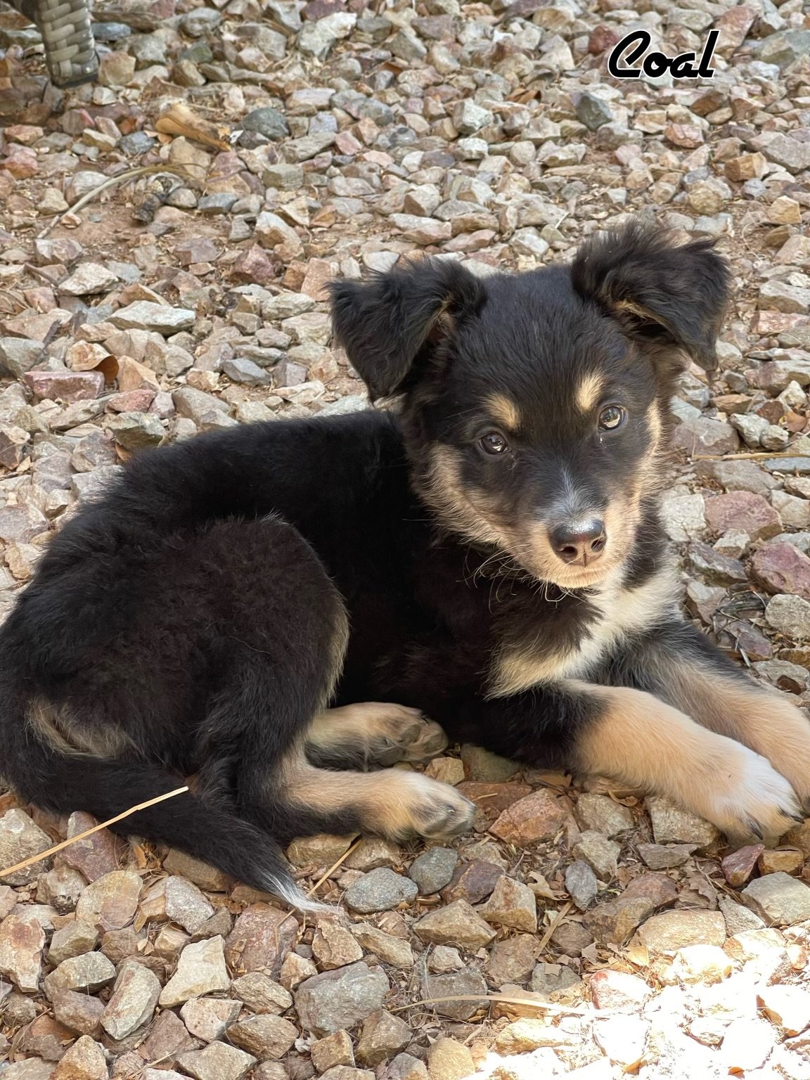 adoptable Dog in Phoenix, AZ named Coal