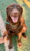 adoptable Dog in Phoenix, AZ named Monty