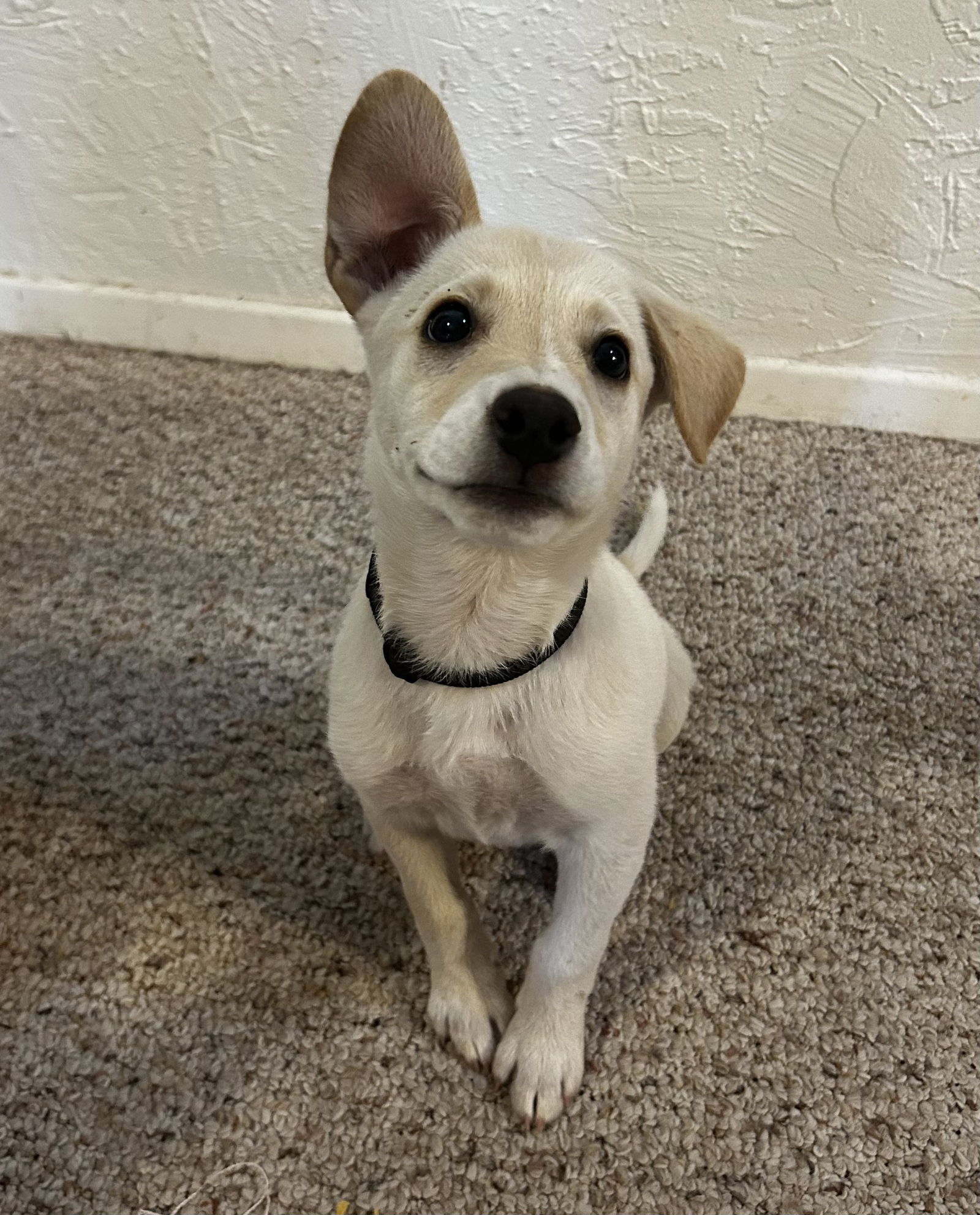 adoptable Dog in Phoenix, AZ named Judey