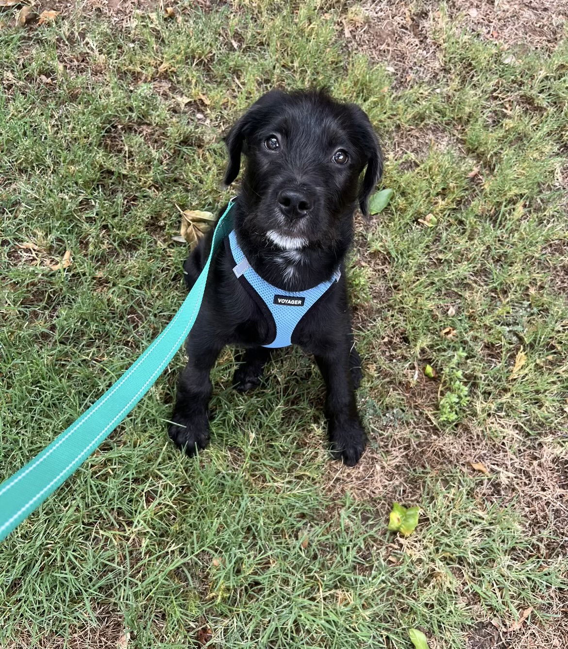 adoptable Dog in Phoenix, AZ named Boo