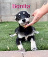 adoptable Dog in  named Bonita