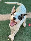 adoptable Dog in Phoenix, AZ named Everest