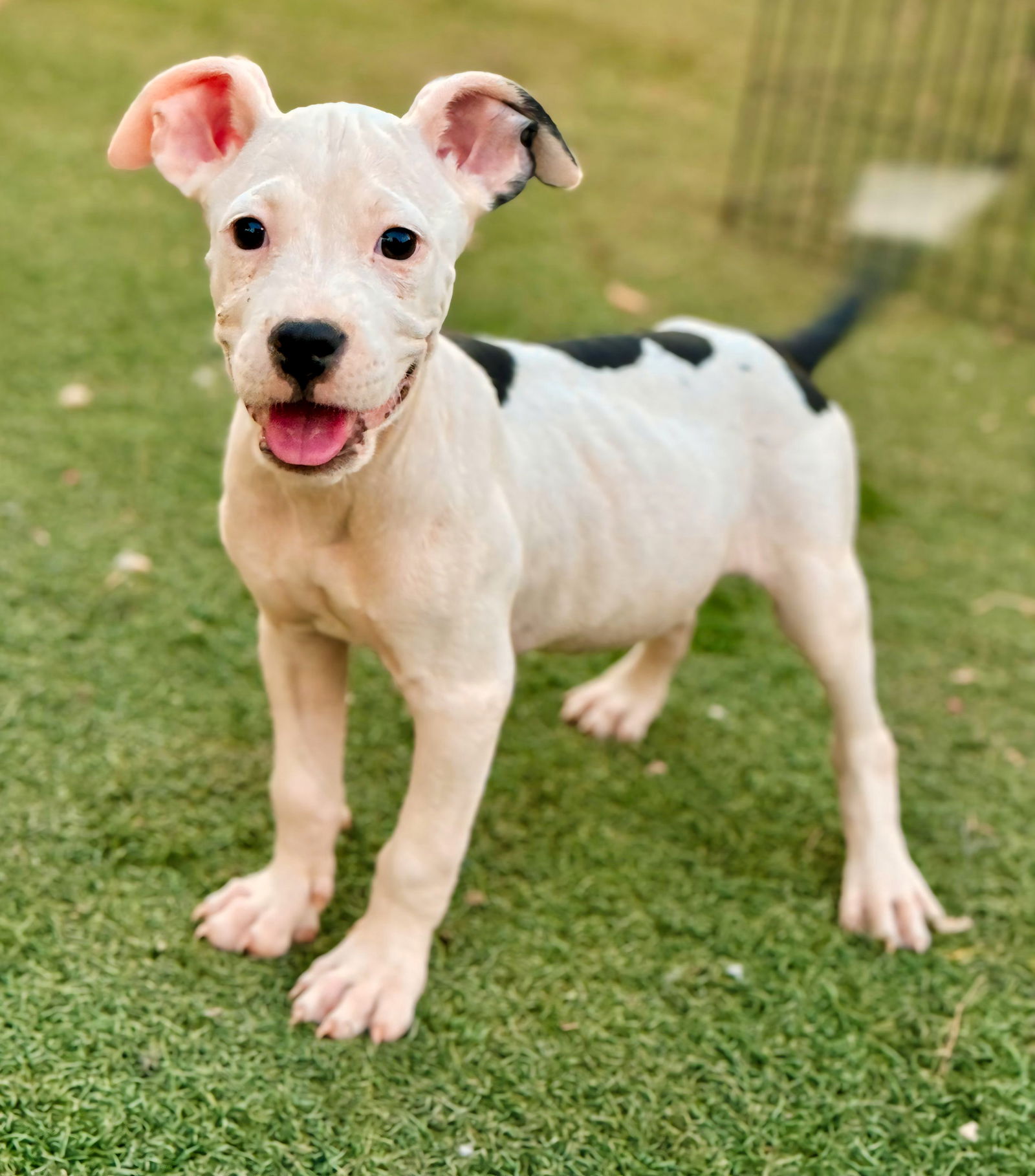 adoptable Dog in Phoenix, AZ named Enid