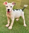 adoptable Dog in phoenix, AZ named Enid